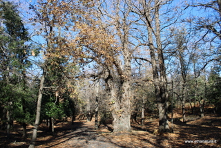 Castagno Pianobello